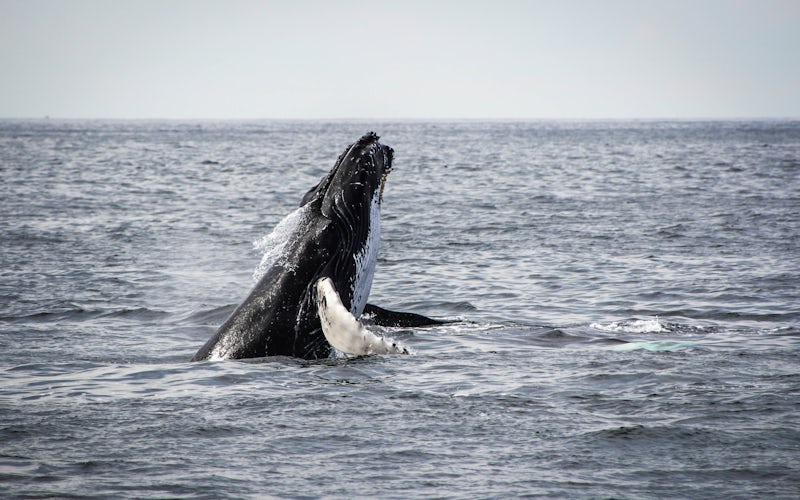 The Whales Tempat Objek Wisata Terbaik Islandia